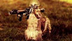 Animals widescreen bazooka squirrels