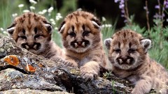 Animals wild animals baby animals mountain lions