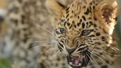 Animals wild cats amur leopard