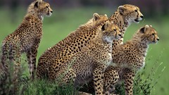 Animals wild cats cheetahs