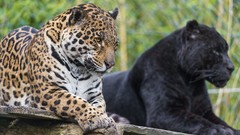 Animals wild cats jaguars