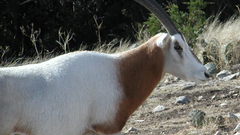 Animals Wild goat animal