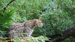 Animals wildcat cats