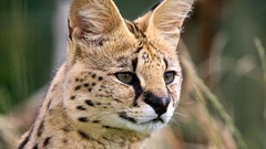 Animals wildcat wildlife serval