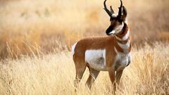 Animals wildlife antelope