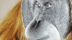 Animals wildlife apes monkeys