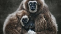 Animals wildlife baby animals gibbons