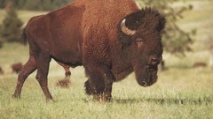 Animals wildlife bison