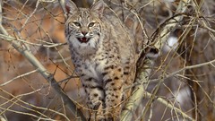 Animals wildlife bobcats