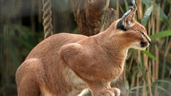 Animals wildlife caracal
