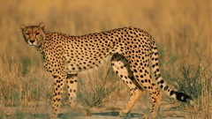 Animals wildlife cheetahs feline