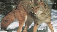 Animals wildlife coyote