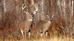 Animals wildlife deer