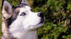 Animals wildlife Dogs fur