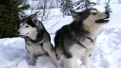 Animals wildlife Dogs Wolves