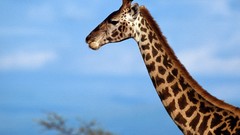 Animals wildlife Giraffes