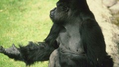 Animals wildlife gorillas