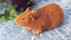 Animals wildlife guinea pigs