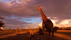 Animals wildlife Namibia Giraffes