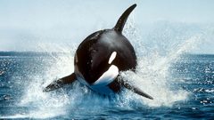 Animals wildlife national geographic