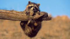 Animals wildlife raccoons