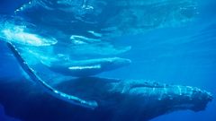 Animals wildlife Whales underwater