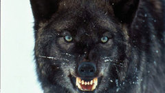 Animals wildlife Wolves