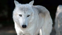 Animals wildlife Wolves