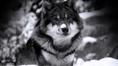 Animals wildlife Wolves