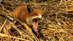Animals wildlife yawns foxes