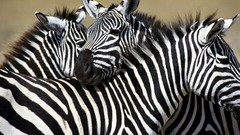 Animals wildlife zebras
