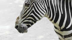 Animals wildlife zebras