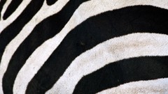 Animals wildlife zebras zebra