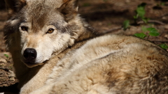 Animals wolf please can high wildlife haz