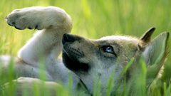 Animals wolf Puppies puppy