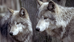 Animals Wolves