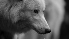 Animals Wolves monochrome direwolf