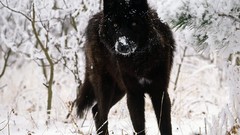 Animals Wolves wild animals