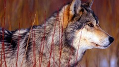 Animals Wolves wild animals