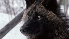 Animals Wolves wild animals