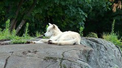 Animals Wolves wild animals