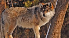 Animals Wolves wild animals