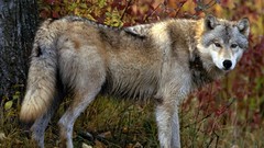 Animals Wolves wild animals