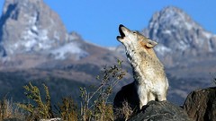 Animals Wolves wild animals