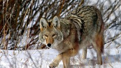 Animals Wolves wild animals