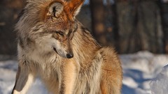 Animals Wolves wild animals