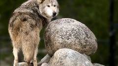 Animals Wolves wild animals