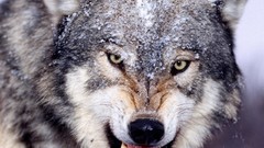Animals Wolves wild animals Gray Wolf