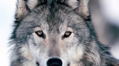 Animals Wolves wild animals Gray Wolf