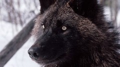 Animals Wolves wild animals grey wolf